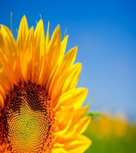 Close-up picture of beautiful and colorful sunflowers